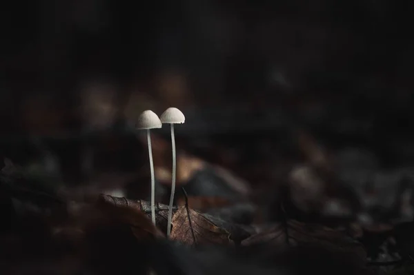 Primo Piano Due Funghi Cherala Miniatura Catturati Uno Sfondo Sfocato — Foto Stock