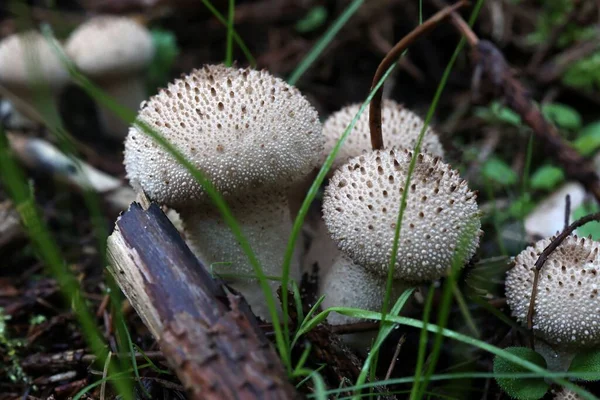 Closeup Shot Lycoperdon Perlatum Mushrooms Autumn Forest — Stock Photo, Image