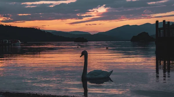 Beautiful White Swan Lake Scenic Sunset Rocky Mountains Background — Stock Photo, Image