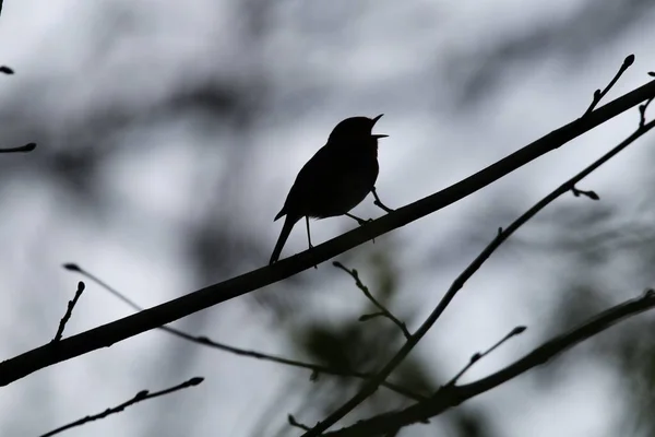 背景がぼやけている葉のない木の枝に歌うロビンの胸のシルエット — ストック写真
