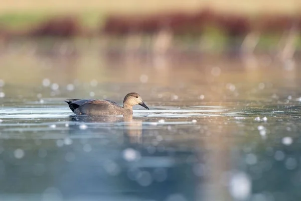 Gölün Yüzeyinde Yüzen Bir Gadwall Kuşunun Seçici Odak Noktası — Stok fotoğraf