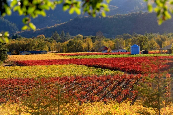 広大な農地を持つ秋の風景米国カリフォルニア州ナパバレー — ストック写真