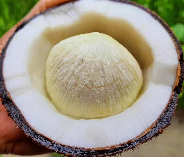 Zbliżenie Ujęcie Świeżego Pięknego Białego Kiełkującego Kokosa Ręku — Zdjęcie stockowe