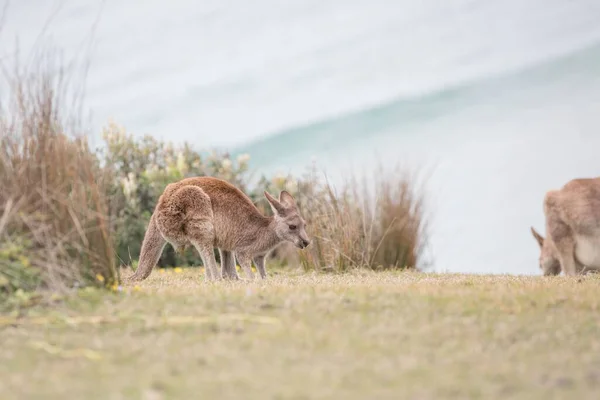 Los Canguros Que Juegan Emerald Beach Australia — Foto de Stock