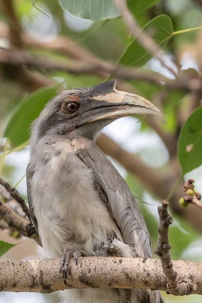 Šedý Hornbill Odpočívající Stromě Hledící Kamery — Stock fotografie