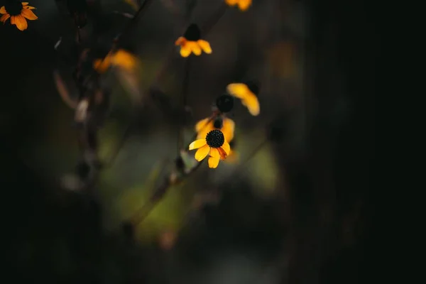庭に咲く黒い目のスーザンのクローズアップ — ストック写真