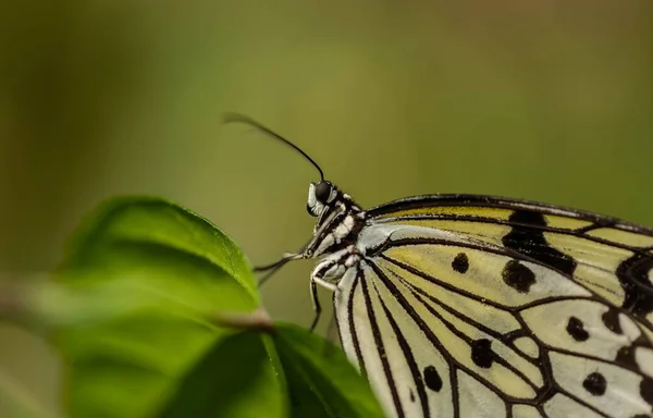 Makroaufnahme Eines Niedlichen Schmetterlings Auf Einer Grünen Pflanze — Stockfoto