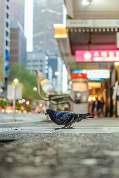 Eine Vertikale Aufnahme Der Taube Auf Der Straße Der Innenstadt — Stockfoto