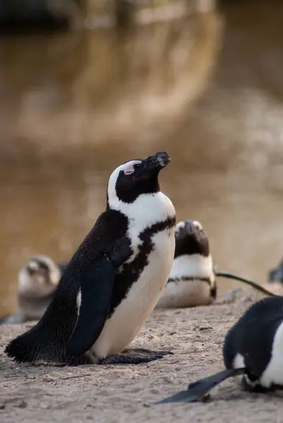 Вертикальный Снимок Пингвина Очках Стоящего Каменистой Поверхности Размытым Фоном — стоковое фото