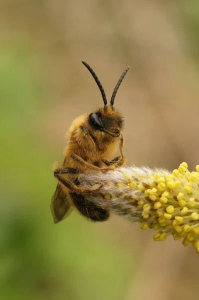 Adorable Andrena Pie Sobre Flor Amarilla Primer Plano —  Fotos de Stock