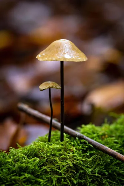 배경에 격리되어 버섯의 클로즈업 — 스톡 사진