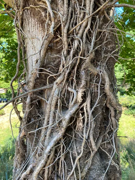晴れた日には枝を持つユニークな外観の古い木の垂直ショット — ストック写真