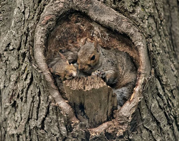 Zbliżenie Dwóch Uroczych Wiewiórek Dziurze Drzewie — Zdjęcie stockowe