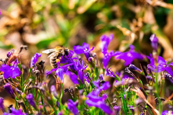 紫色の開花植物に受粉するバンブルビーの閉鎖 — ストック写真