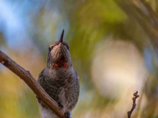 Detailní Záběr Roztomilého Malého Kolibříka Rozmazaném Pozadí — Stock fotografie
