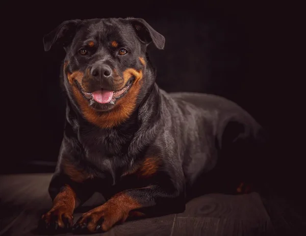 Nahaufnahme Eines Porträts Eines Niedlichen Schwarzen Haushundes Auf Schwarzem Hintergrund — Stockfoto