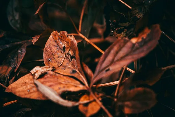 Detailní Záběr Podzimních Listů Ležících Vlhké Půdě Listoví — Stock fotografie