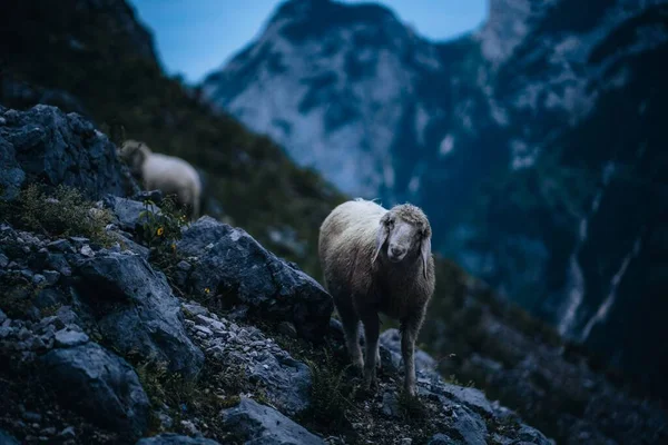 Uma Ovelha Sobre Uma Rocha Montanha Zugspitze Durante Hora Azul — Fotografia de Stock