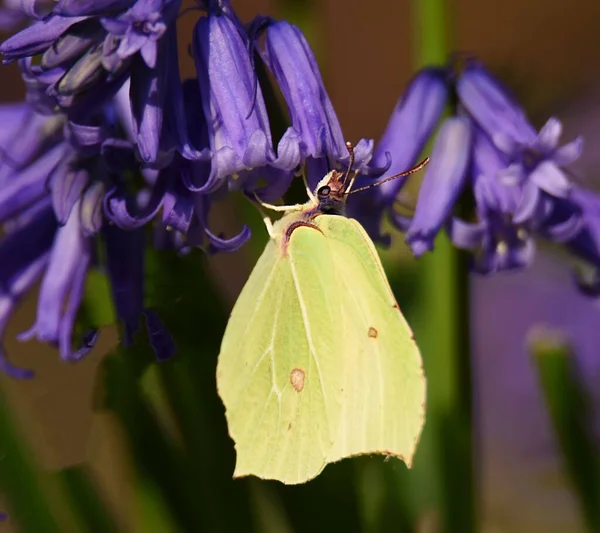 Вибірковий Фокус Метелика Eurema Hecabe Фіолетових Квітах — стокове фото