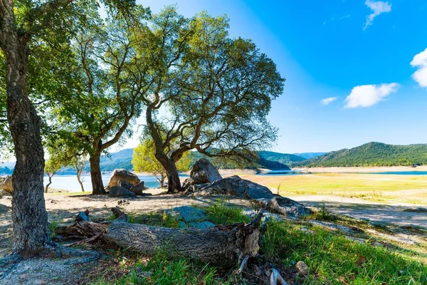 Die Bäume Einem See Spanien — Stockfoto
