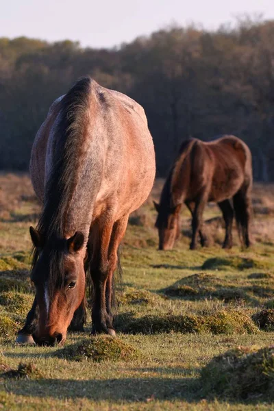 两匹棕色的马在森林的草地上吃草的垂直特写镜头 — 图库照片