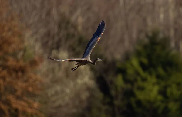 Heron Zburând Fundal Înceţoşat — Fotografie, imagine de stoc