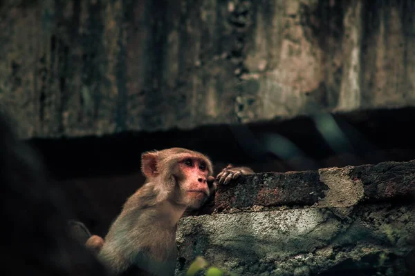 원숭이의 아름다운 — 스톡 사진
