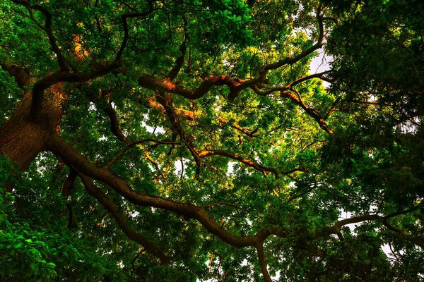 A low angle of a big leafy tree with extensive branches against the glimpses of sunlight in the sky