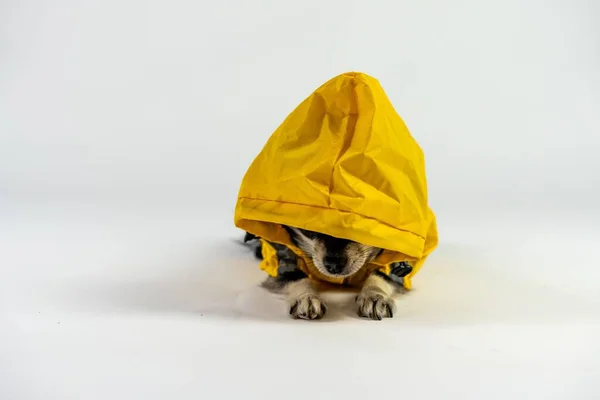 Perro Chihuahua Triste Impermeable Amarillo Aislado Sobre Fondo Blanco — Foto de Stock