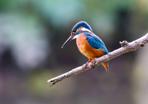 Tiro Perto Pássaro Kingfisher Segurando Galho Árvore Fundo Embaçado — Fotografia de Stock