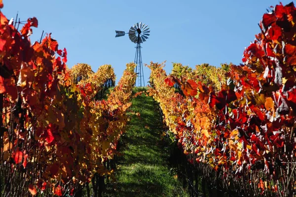 Осенний Пейзаж Огромного Виноградника Долине Напа Калифорния Сша — стоковое фото