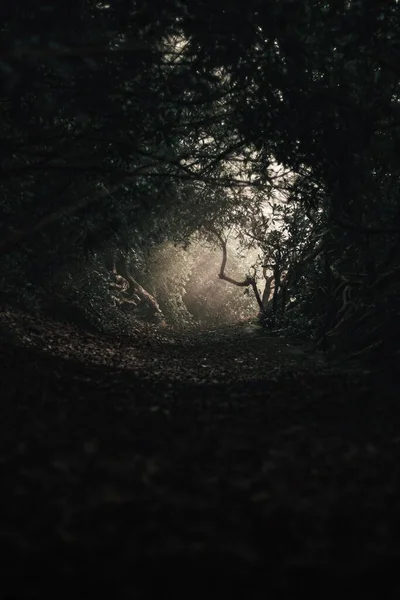 暗い森の中の道 — ストック写真