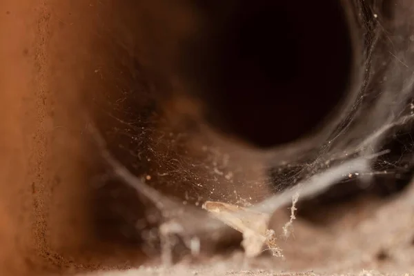 厚いクモの巣の閉鎖ショット — ストック写真