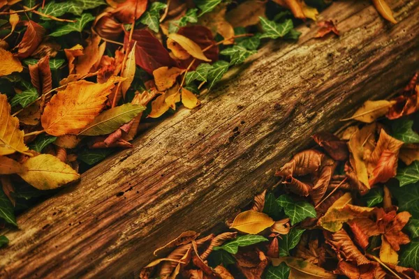 Zbliżenie Spadającej Kory Drzewa Jesiennym Żółtym Listowiem Leśnym Gruncie — Zdjęcie stockowe