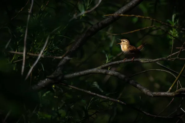 Ağaç Dalına Tüneyen Öten Bir Kuş — Stok fotoğraf