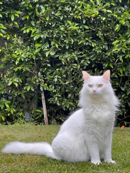 Μια Λευκή Γάτα Κάθεται Στο Γρασίδι Δίπλα Ένα Θάμνο — Φωτογραφία Αρχείου