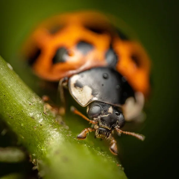 Makroaufnahme Eines Marienkäfers Auf Einer Pflanze — Stockfoto