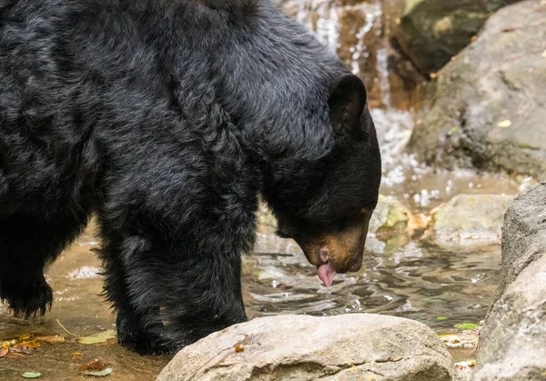 Крупный План Питьевой Воды Черного Медведя Зоопарке Северной Каролины Ашборо — стоковое фото