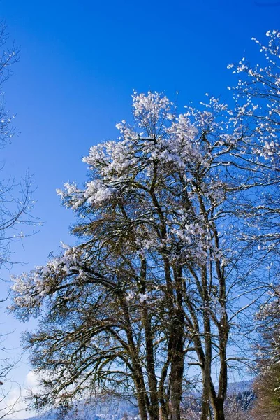 Pionowe Ujęcie Drzew Lesie Pokrytym Śniegiem Zimny Słoneczny Zimowy Dzień — Zdjęcie stockowe