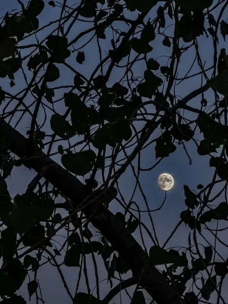 Una Silhouette Verticale Rami Foglie Contro Luna — Foto Stock