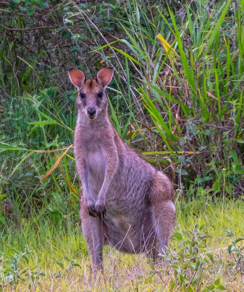 Gros Plan Wallaby Kangourou Australien Debout Sur Herbe — Photo