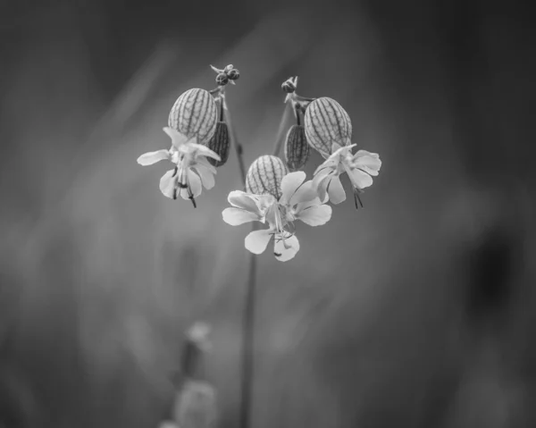 Die Blase Campion Blume Auf Dem Feld Nahaufnahme Graustufen — Stockfoto