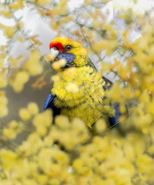 Вертикальный Снимок Красивой Тасманской Россельской Птицы Сидящей Днем — стоковое фото
