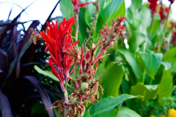 Closeup Canna Indica Indian Shot Flowering Plant Captured Garden — Stock Photo, Image