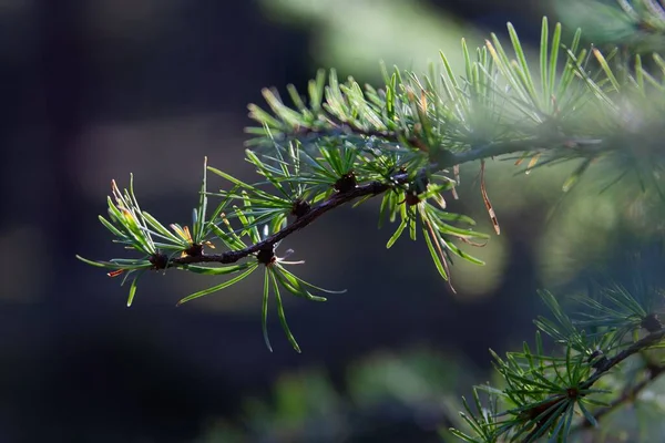 Eine Nahaufnahme Von Grünen Ähren Auf Einem Zweig Eines Nadelbaums — Stockfoto