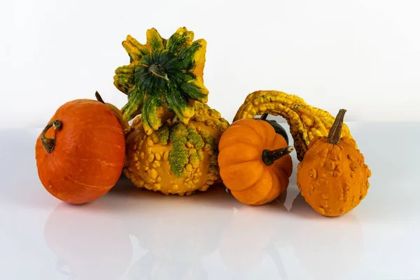 Färska Pumpor Och Och Gourd Bumpy Orange Vit Bakgrund Med — Stockfoto