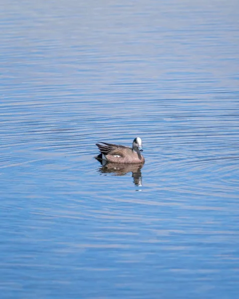 Una Vista Vertical Pato Nadando Día Soleado Brillante — Foto de Stock
