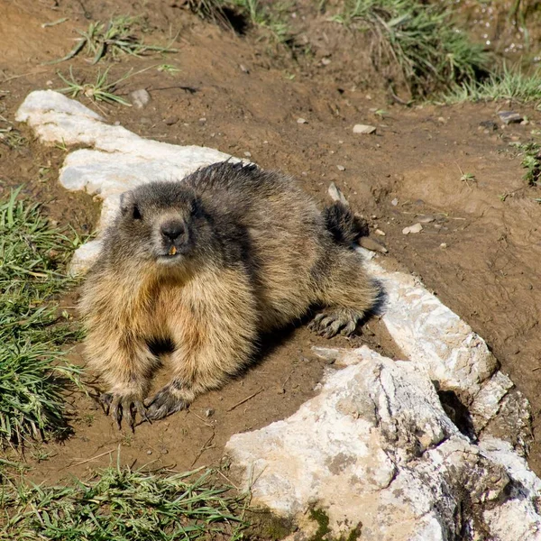 High Angle Cute Bobak Marmot Marmota Bobak Laying Ground Looking — Stock Photo, Image