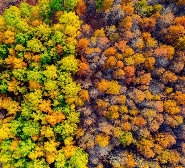 Ormanda Düşen Yaprakların Havadan Çekilmiş Bir Fotoğrafı — Stok fotoğraf
