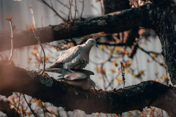 秋の日に木の上に亀の鳩のクローズアップショットが定住 — ストック写真